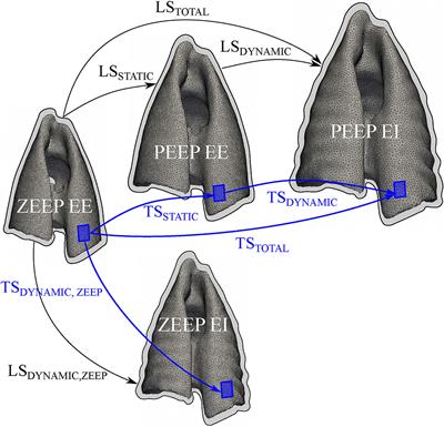 Distribution and Magnitude of Regional Volumetric Lung Strain and Its Modification by PEEP in Healthy Anesthetized and Mechanically Ventilated Dogs